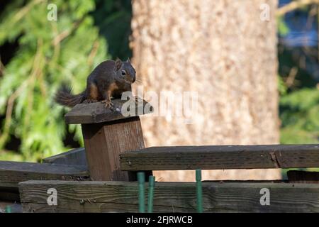 Kleiner Streifenhörnchen, der auf einem Holzzaun steht Stockfoto
