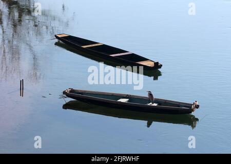 Langbeinige und langhalsige Süßwasserreiher-Vogel an der Küste mit Weiche, hellgraue und weiße Federn sitzen ruhig auf einem Von zwei alten verfallenen Holz Stockfoto