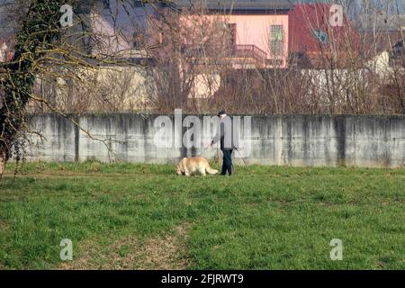Älterer Mann mit grauen Haaren und Sportmütze im Winter Kleidung läuft seinen großen freundlichen goldenen Retriever Hund auf Gras Überdachter Flussufer Stockfoto