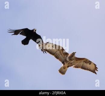 Battling Rook and Red Kite, Bedfordshire Skyline, Tierwelt, April 2021 Stockfoto