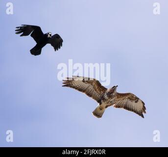 Battling Rook and Red Kite, Bedfordshire Skyline, Tierwelt, April 2021 Stockfoto