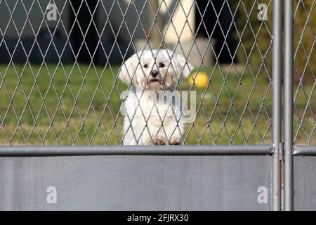 Trauriger kleiner weißer Malteserhund, der durch neu lackiertes Grau schaut Metallzaun wartet auf Besitzer im Familienhaus Hinterhof auf Warmer sonniger Wintertag Stockfoto