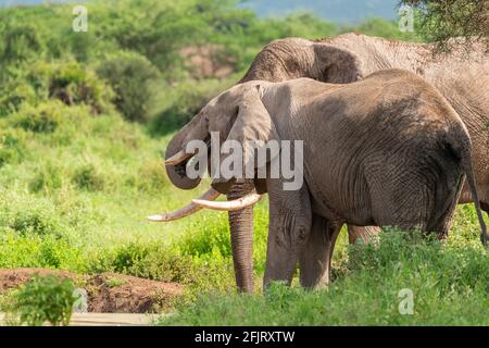 Afrikanische männliche und weibliche Elefanten (Loxodonta) trinken Wasser und baden an einem kleinen Teich im amboseli-Nationalpark, Kenia, an sonnigen Tagen bei natürlichem Licht Stockfoto