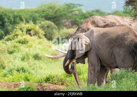 Afrikanische männliche und weibliche Elefanten (Loxodonta) trinken Wasser und baden an einem kleinen Teich im amboseli-Nationalpark, Kenia, an sonnigen Tagen bei natürlichem Licht Stockfoto