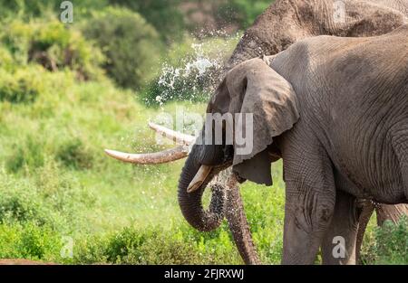 Afrikanische männliche und weibliche Elefanten (Loxodonta) trinken Wasser und baden an einem kleinen Teich im amboseli-Nationalpark, Kenia, an sonnigen Tagen bei natürlichem Licht Stockfoto