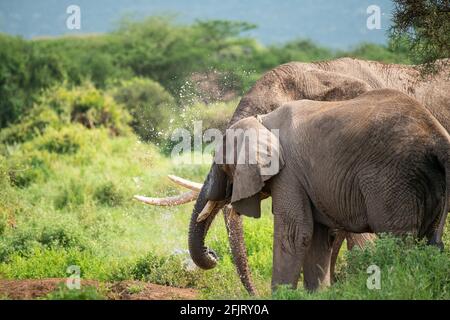 Afrikanische männliche und weibliche Elefanten (Loxodonta) trinken Wasser und baden an einem kleinen Teich im amboseli-Nationalpark, Kenia, an sonnigen Tagen bei natürlichem Licht Stockfoto