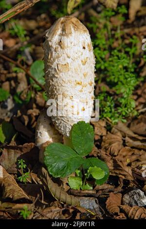 Wild Shaggy Inkcap, Shaggy Mane Mushrooms (Coprinus Comatus) Stockfoto
