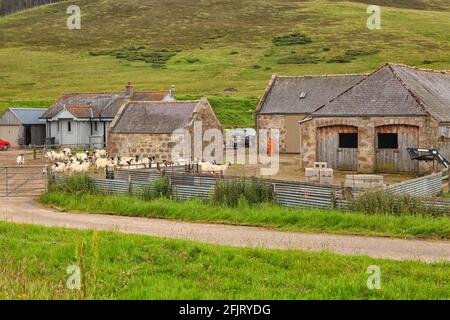 Farm mit Ziegen in Schottland Stockfoto