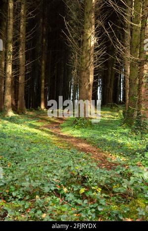 Wanderweg im Wald an einem sonnigen Tag Stockfoto