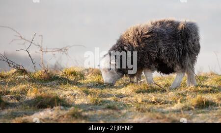 Ein schwarzes Herdwick Schaf aus der Nähe bei einem frostigen Sonnenaufgang Morgen auf einem Hügel in Hampshire England Stockfoto