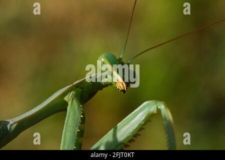 Sphodromantis viridis ist eine Art von Gottesanbeterin, die weltweit als Haustier gehalten wird. Zu den gebräuchlichen Namen gehören Green Mantis, African Mantis, Giant AFR Stockfoto