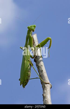 Sphodromantis viridis ist eine Art von Gottesanbeterin, die weltweit als Haustier gehalten wird. Zu den gebräuchlichen Namen gehören Green Mantis, African Mantis, Giant AFR Stockfoto