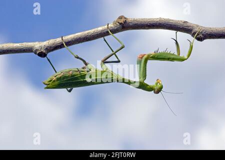 Sphodromantis viridis ist eine Art von Gottesanbeterin, die weltweit als Haustier gehalten wird. Zu den gebräuchlichen Namen gehören Green Mantis, African Mantis, Giant AFR Stockfoto