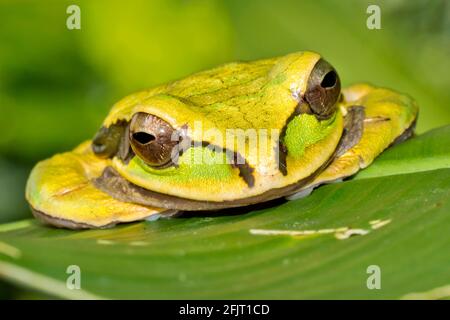 Neu Granada Kreuzbänderfrosch, Smilisca phaeota, tropischer Regenwald, Corcovado National Park, Osa Conservation Area, Osa-Halbinsel, Costa Rica, Stockfoto