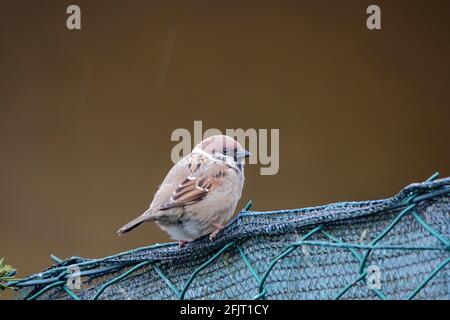 Kleiner Sperling, der auf einem Zaun sitzt, vor einem braunen Wandhintergrund. Stockfoto