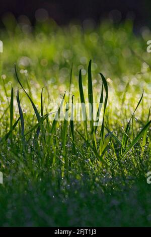 Langes grünes Gras mit glühenden Tautropfen Stockfoto