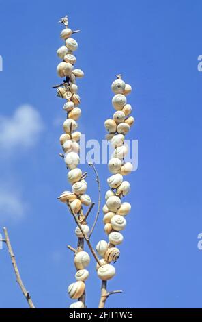 Eine große Kolonie von weißen Gartenschnecken, Theba pisana, Stockfoto