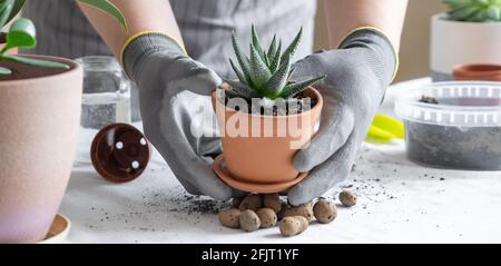 Frau Gärtner Hände halten saftig in einem Keramiktopf. Konzept der Heimarbeit und Pflanzen Blumen in Topf. Horizontales Banner - Bild Stockfoto