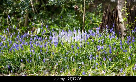 Frühlingswald im April, Nidd Gorge, Harrogate, North Yorkshire, Großbritannien Stockfoto