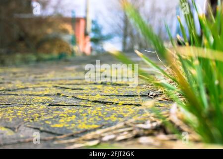 Stein gepflasterten Weg, mit gelb-grünen Moos überwuchert, geht in die Ferne. Saftiges junges grünes Gras. Grüner natürlicher Hintergrund. Gartenweg aus der Nähe. Stockfoto