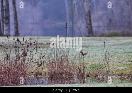 Wildsaataustrocknen auf den Vorräten des Unkrauts in Feuchtgebiet Stockfoto