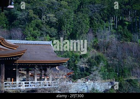 Der Kiyumizudera-Tempel steht am Wasser des Otowa-Wasserfalls, umgeben von Kirsch- und Ahornbäumen im Frühjahr. Sein Name bedeutet „Tempel des reinen Wassers“. Stockfoto