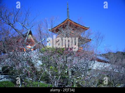 Der Kiyumizudera-Tempel steht am Wasser des Otowa-Wasserfalls, umgeben von Kirsch- und Ahornbäumen im Frühjahr. Sein Name bedeutet „Tempel des reinen Wassers“. Stockfoto