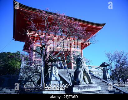 Der Kiyumizudera-Tempel steht am Wasser des Otowa-Wasserfalls, umgeben von Kirsch- und Ahornbäumen im Frühjahr. Sein Name bedeutet „Tempel des reinen Wassers“. Stockfoto