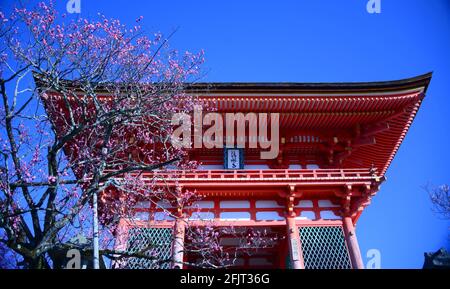 Der Kiyumizudera-Tempel steht am Wasser des Otowa-Wasserfalls, umgeben von Kirsch- und Ahornbäumen im Frühjahr. Sein Name bedeutet „Tempel des reinen Wassers“. Stockfoto