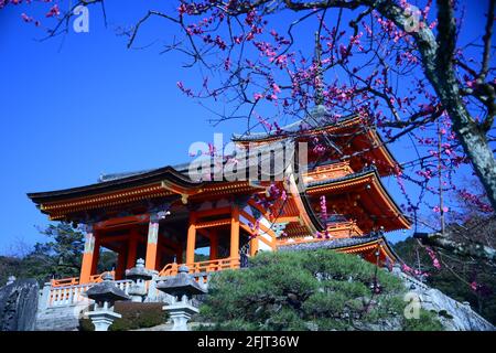 Der Kiyumizudera-Tempel steht am Wasser des Otowa-Wasserfalls, umgeben von Kirsch- und Ahornbäumen im Frühjahr. Sein Name bedeutet „Tempel des reinen Wassers“. Stockfoto