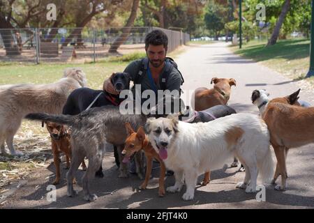 Hundespaziergänger, der im Park mit einer Hundepappe unterwegs ist Stockfoto