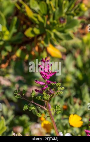 Fumaria sp. Fumitive Pflanze in Blume Stockfoto