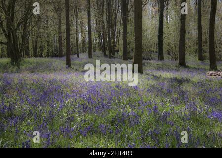 Bluebell Woods in der Nähe von Wimborne, Dorset, Großbritannien im April bluebellt Holz Wald Bäume Baumstämme - weiches Gefühl, um ätherisch magische Gefühl zu geben Stockfoto