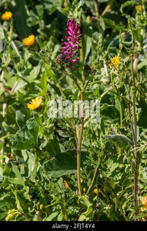 Fumaria sp. Fumitive Pflanze in Blume Stockfoto