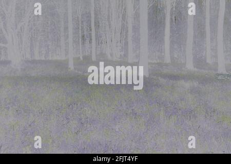 Bluebell Woods in der Nähe von Wimborne, Dorset, Großbritannien im April - Kunsteffekt Stockfoto