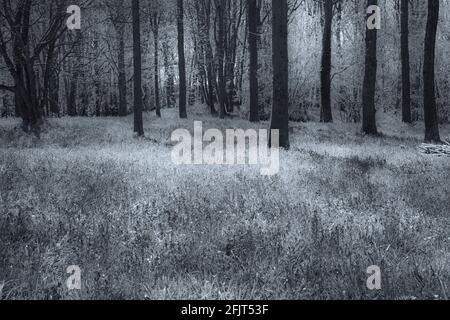 Bluebell Woods in der Nähe von Wimborne, Dorset, Großbritannien im April - monochromatisches Schwarzweiß-Schwarzweiß-Schwarzweiß-Schwarzweiß-Schwarzweiß-Schwarz-Weiß für ein ätherisches magisches Feeling Stockfoto