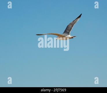 Europäische Heringsmöwe im erwachsenen Sommergefieder. Diese Möwe steht auf der „roten Liste“ für die höchste Erhaltungspriorität, die Arten, die dringend Hilfe benötigen. Stockfoto