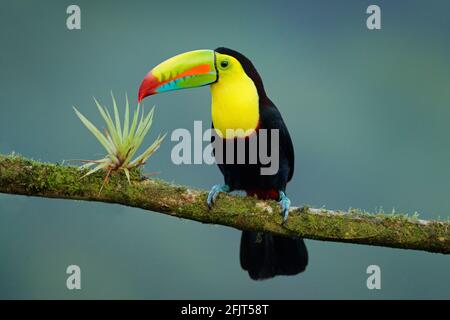 Tierwelt aus Yucatán, Mexiko, tropischer Vogel. Toucan sitzt auf dem Ast im Wald, grüne Vegetation. Natur Urlaub in Mittelamerika. Stockfoto
