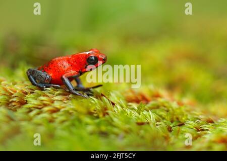 Red Strawberry Gift Dart Frosch, Dendrobates pumilio, in der Natur Lebensraum, Costa Rica. Nahaufnahme Porträt des giftigen roten Frosches. Seltene Amphibien im t Stockfoto