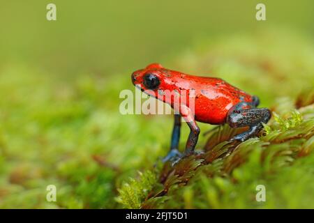 Red Strawberry Gift Dart Frosch, Dendrobates pumilio, in der Natur Lebensraum, Costa Rica. Nahaufnahme Porträt des giftigen roten Frosches. Seltene Amphibien im t Stockfoto