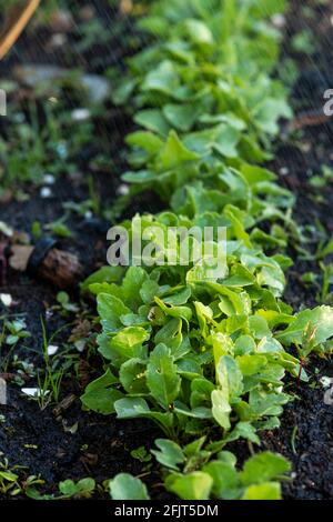 Rettich Salat Ernte unter einer Cloche im frühen Frühjahr Gemüsefleck wachsen. Stockfoto