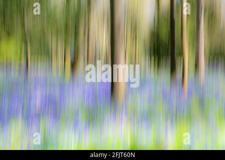 Bluebell Woods in der Nähe von Wimborne, Dorset, Großbritannien im April - ICM absichtliche Kamerabewegungen, um ein ätherisches magisches Gefühl zu schaffen Stockfoto