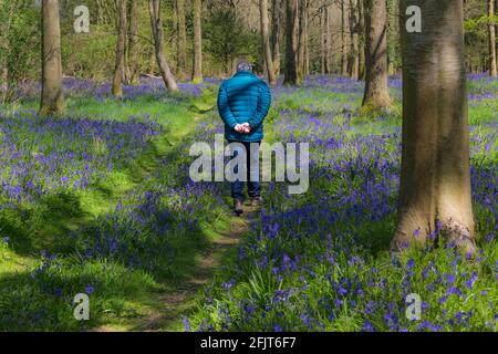 Mann, der im April durch bluebell Wälder in der Nähe von Wimborne, Dorset, Großbritannien, spaziert - bluebells Holzwälder Bäume Baumstämme Hyacinthoides non-scripta Stockfoto