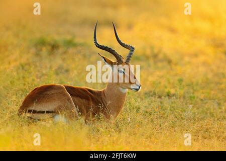 Sonnenuntergang in Afrika Tierwelt. Schönes Impala im Gras mit Abendsonne. Tier im Naturlebensraum, Kruger NP, Südafrika. Stockfoto