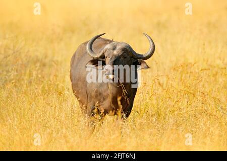 Afrikanischer Büffel, Cyncerus cafer, stehend am Flussufer mit grünem Gras, Moremi, Okavango Delta, Botswana. Wildlife-Szene aus Afrika Natur. Groß Stockfoto
