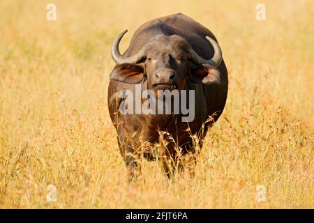 Afrikanischer Büffel, Cyncerus cafer, stehend am Flussufer mit grünem Gras, Moremi, Okavango Delta, Botswana. Wildlife-Szene aus Afrika Natur. Groß Stockfoto