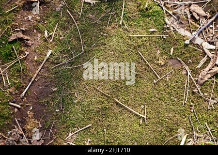 Schuss von grünem Moos auf dem Boden im frühen Frühjahr Stockfoto