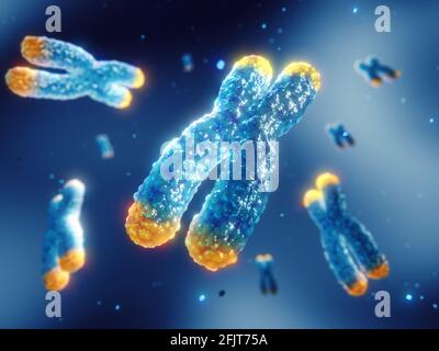 An beiden Enden der Chromosomen befinden sich Telomere. Die Telomerlänge wird durch den Lebensstil beeinflusst und hat direkte Auswirkungen auf die menschliche Gesundheit und die Lebensdauer. Stockfoto