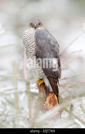 Der eurasische Sperber, Accipiter nisus, sitzt auf dem Schnee im Wald mit dem gefangenen singvögel. Tierwelt Tierszene aus der Natur. Vogel im W Stockfoto