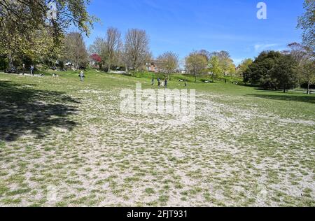 Brighton UK 26. April 2021 - das Gras im Queens Park Brighton ist ausgetrocknet, da das trockene, sonnige Wetter im gesamten Südosten anhält. Der 2021. April ist auf dem besten Weg, seit 1938 der trockenste seit Beginn der Aufzeichnungen in Großbritannien zu sein: Credit Simon Dack / Alamy Live News Stockfoto